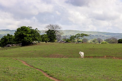 Základová fotografie zdarma na téma farma, hřiště, kráva
