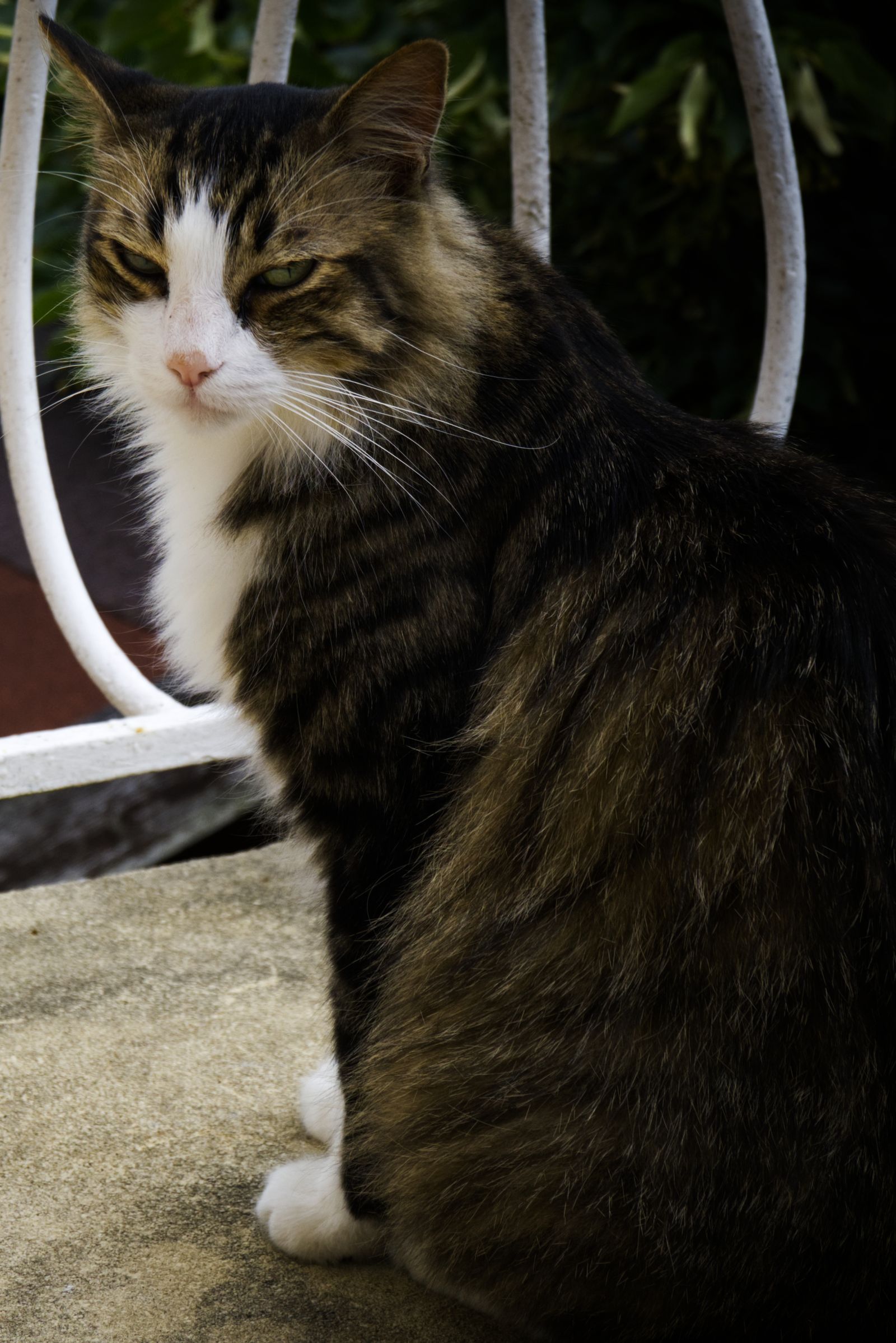 Chat tigré et blanc assis sur un balcon près d'une chaise blanche