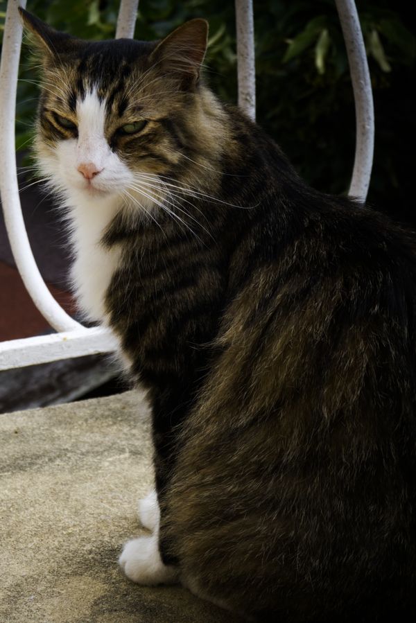 Chat tigré et blanc assis sur un balcon près d'une chaise blanche