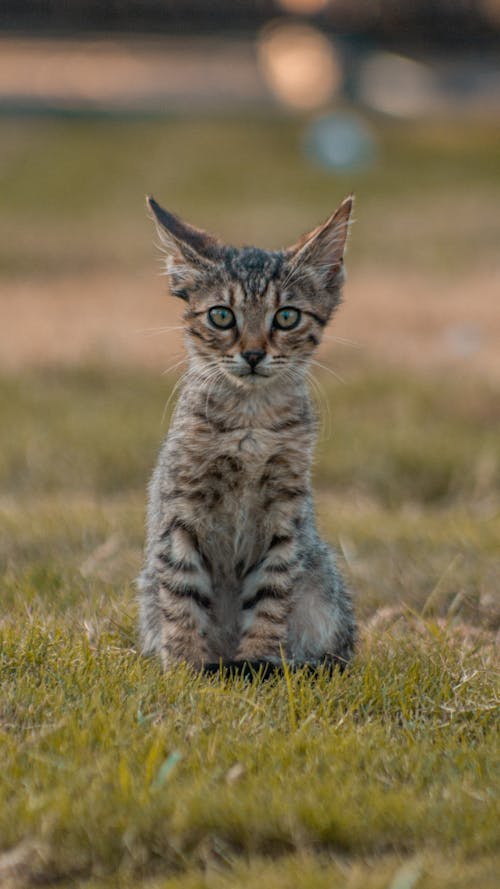 Close Up Photo of Kitten Sitting on Grass