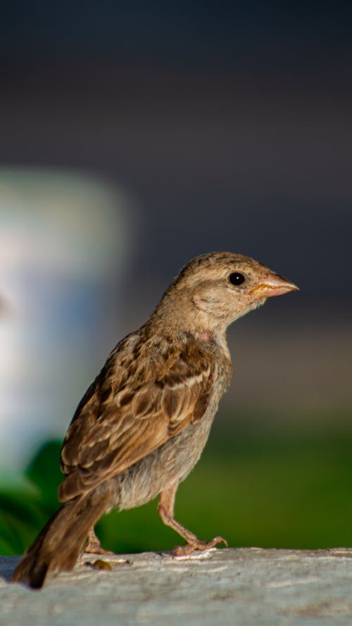 Close-Up Shot of a Sparrow on a Rock