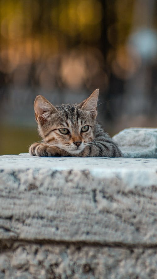 Close-Up Shot of a Tabby Cat Lying on a Concrete Surface
