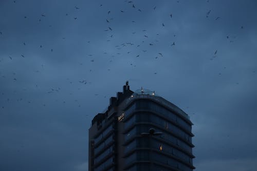 Birds Flying Above Apartment Building