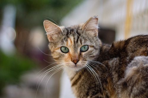 Free A detailed close-up of a beautiful tabby cat with striking green eyes and fur texture, captured outdoors. Stock Photo