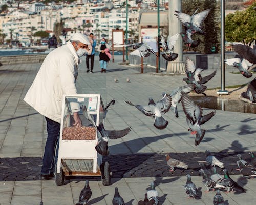 Elderly Man Feeding Pigeons on a Square 