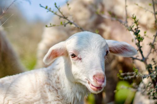 Free A close-up of a playful lamb in a lush, sunny meadow, showcasing its innocence and natural beauty. Stock Photo