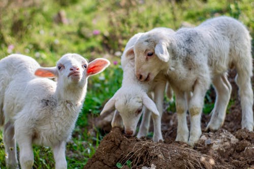 Gratis stockfoto met lam, lammeren, schapen