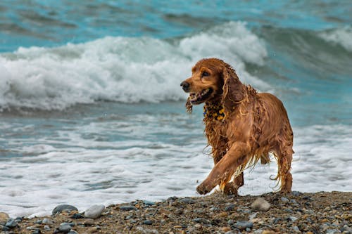 Brown Long Coated Dog on Rocky Shore