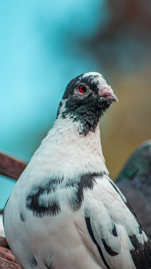 Free stock photo of close shot, dove, eye