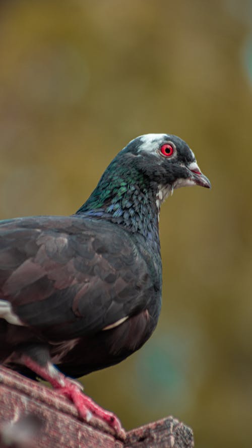 Free stock photo of dove, eye, feathers
