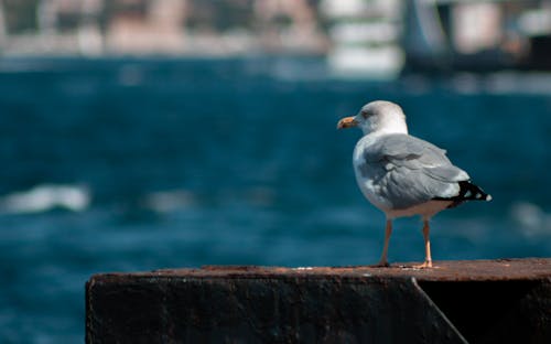 Free stock photo of sea, seagull, solitude