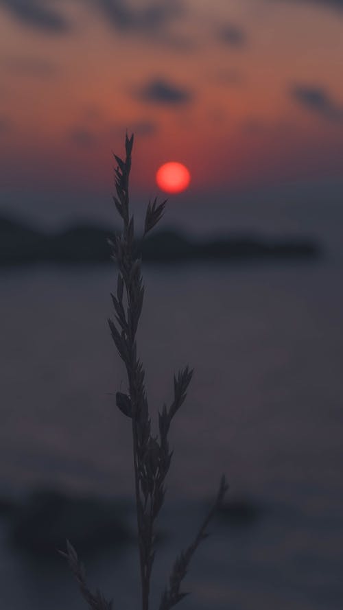 Free Close-Up Shot of a Plant during Sunset Stock Photo