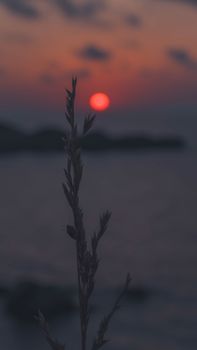 Silhouette of a plant against a vivid Turkish sunset over the ocean, creating a tranquil scene.