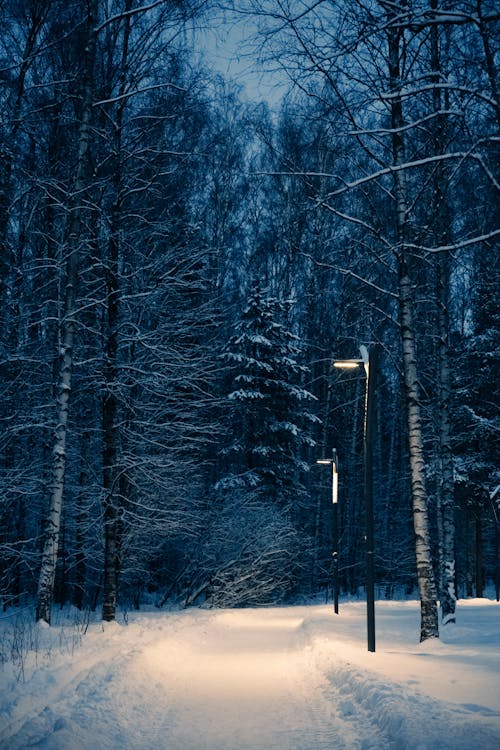 Imagine de stoc gratuită din arbore, ceață, congelat