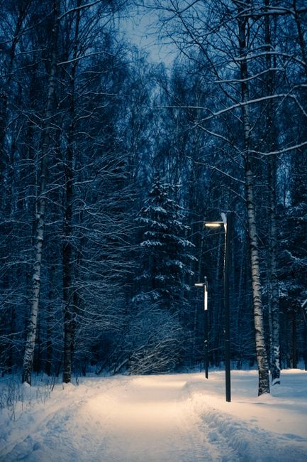 A serene winter forest path illuminated by streetlights in the evening snow.