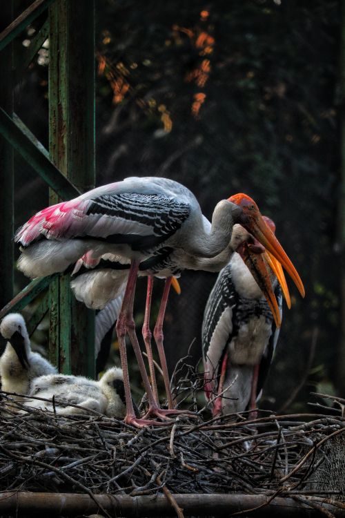 Free A group of painted storks with vibrant plumage standing on a nest. Captured outdoors. Stock Photo