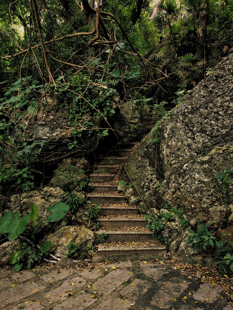 Steps And Bushes In A Park 