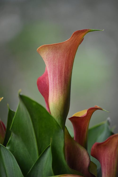 Photos gratuites de calla lily, fermer, fleur