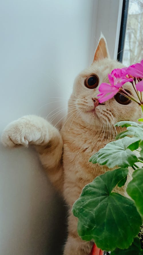 Free stock photo of big cat, flower