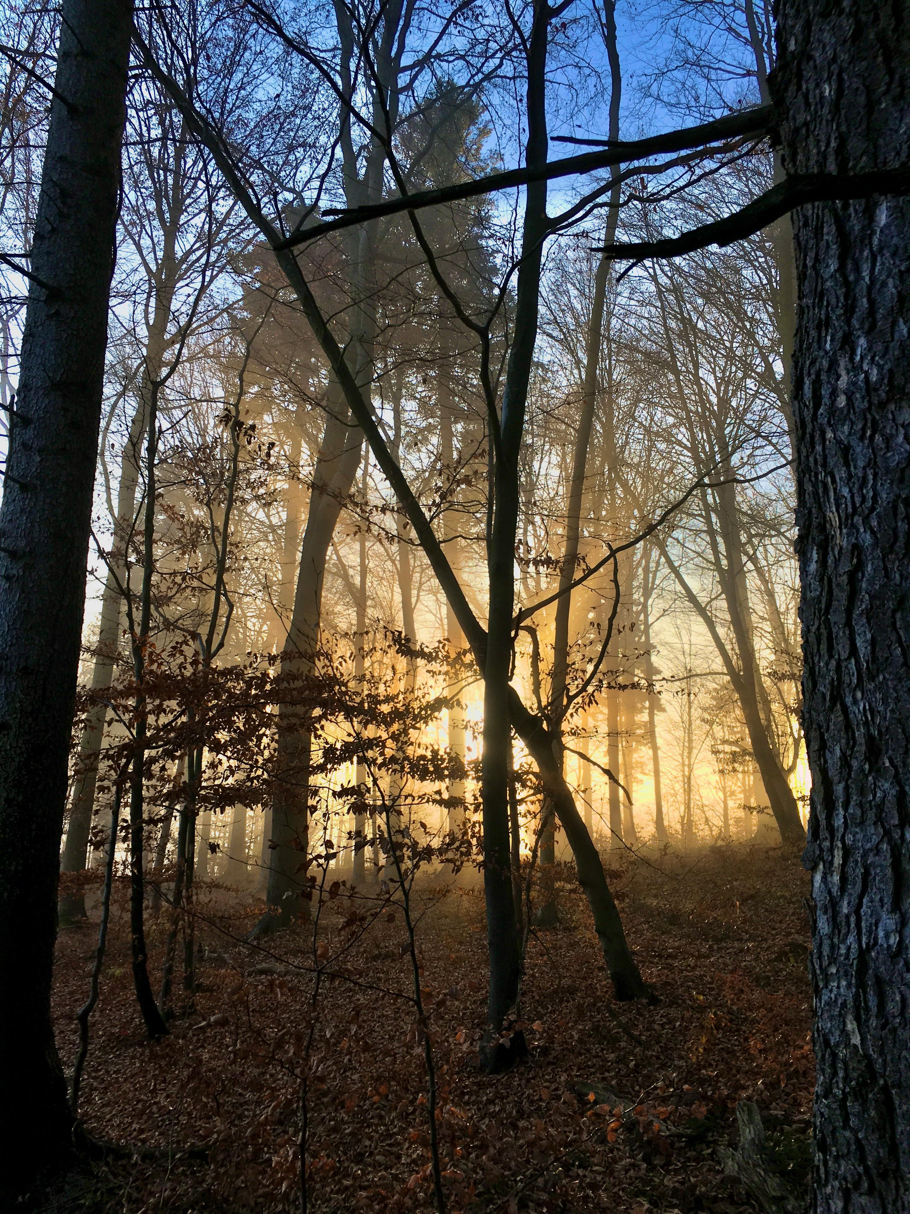 Free stock photo of aesthetic wallpaper, android wallpaper, autumn by Sun Pixel Photography