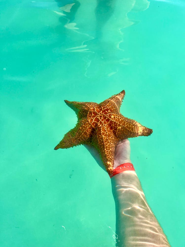 Hand Holding A Starfish