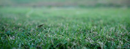çayır, çim, çim alanı içeren Ücretsiz stok fotoğraf