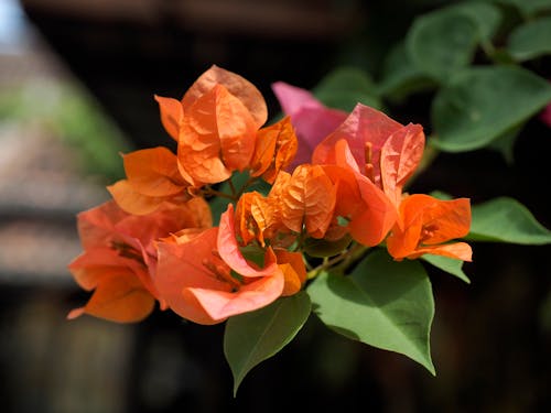 オレンジ色の花, キャベツ, クローズアップショットの無料の写真素材