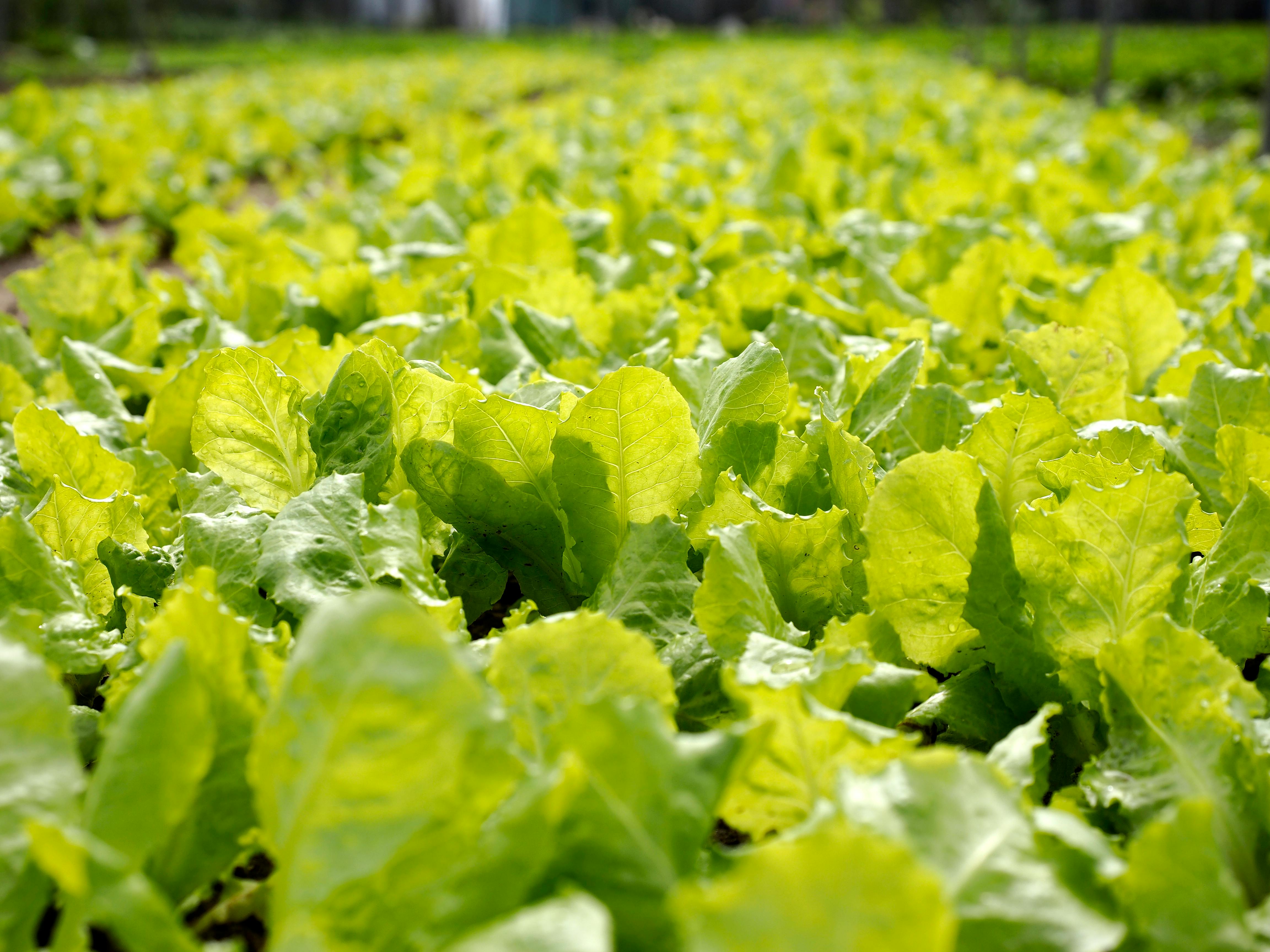 Green Lettuce Plant Field · Free Stock Photo