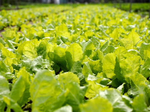 Green Lettuce Plant Field