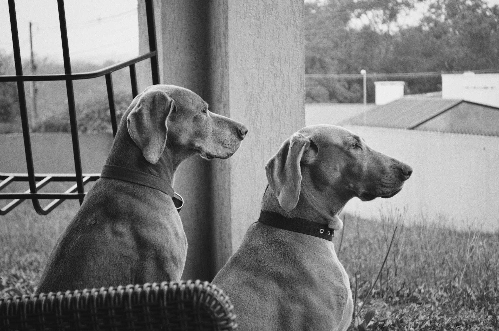 Grayscale Photo of Dogs