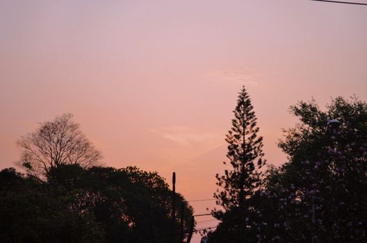 Beautiful sunset silhouette of trees against a soft pastel sky in Misiones, Argentina.