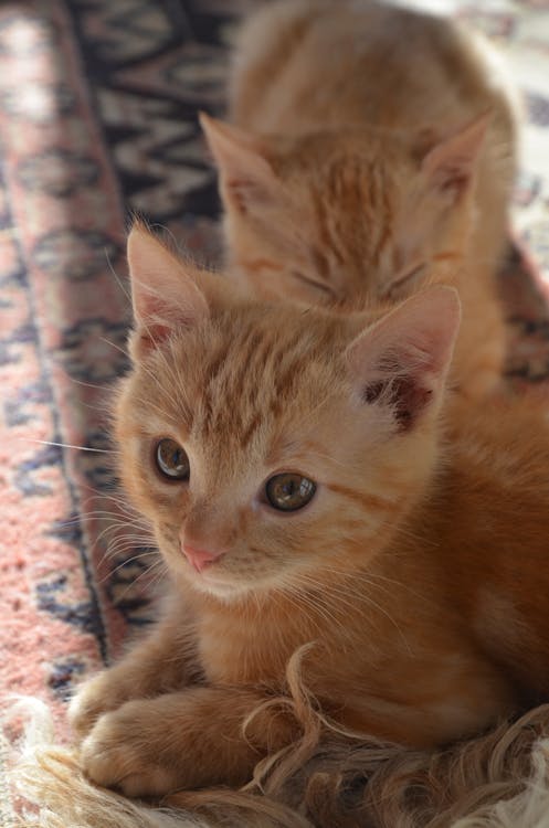 Free orange deals kittens