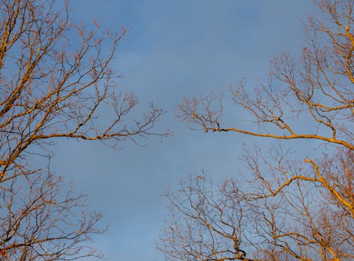Kostenlos Kostenloses Stock Foto zu Äste, entlaubten bäumen, kahlen bäumen Stock-Foto