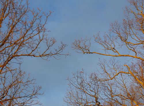 Free Bare tree branches reach into a clear blue sky, capturing the essence of winter. Stock Photo