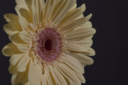 Free Close-Up Shot of a Yellow Daisy in Bloom Stock Photo
