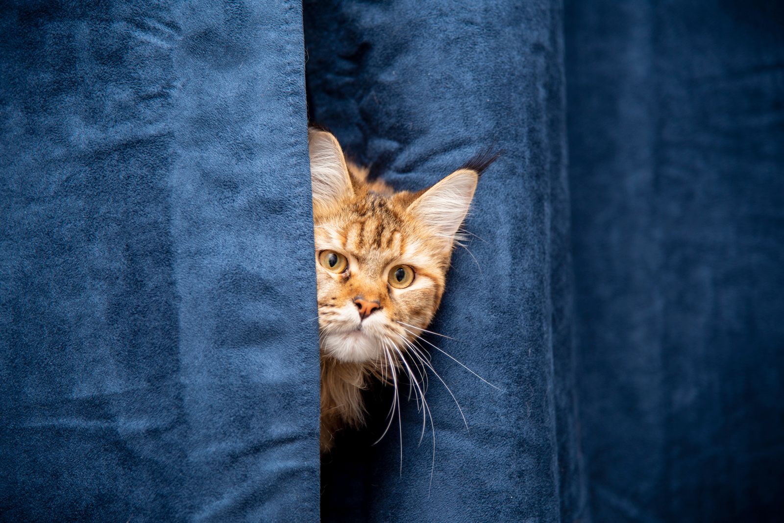 Shy cat watching a calm pet sitter from a comfortable hiding place