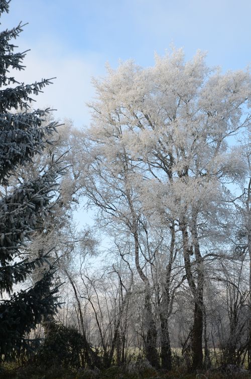 Free Frost-covered trees on a sunny winter day, showcasing nature's beauty with clear blue skies. Stock Photo