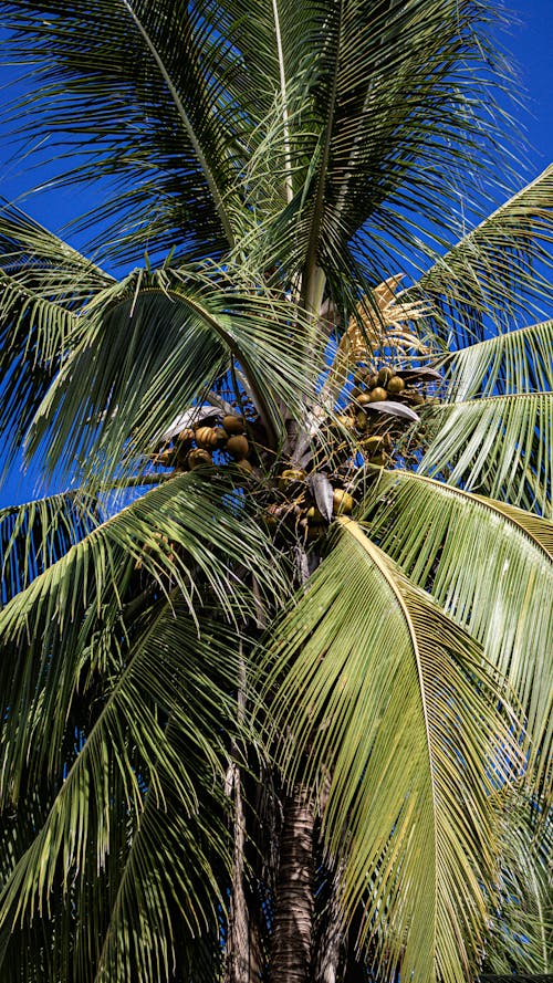 Free Photo of a Coconut Tree Stock Photo