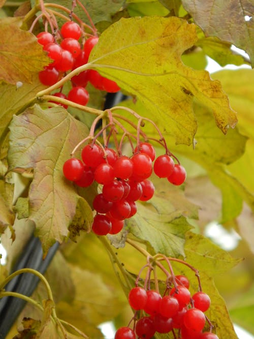 Close-Up Shot of Cherries on a Tree