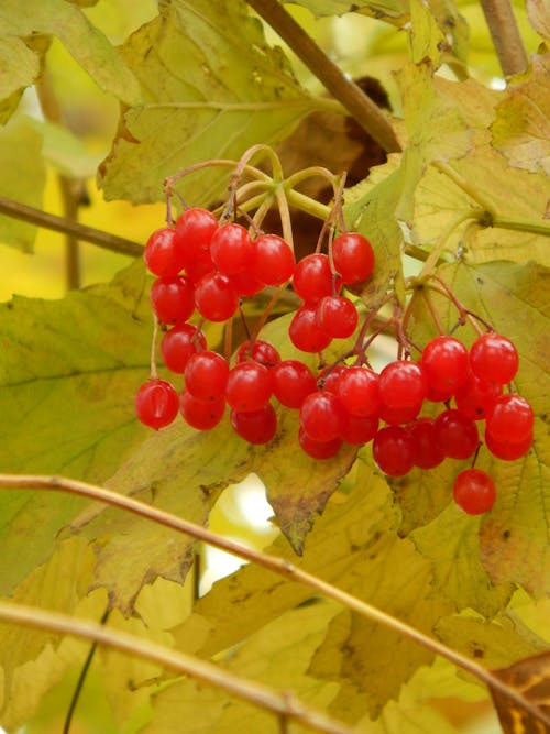 Close-Up Shot of Cherries on a Tree