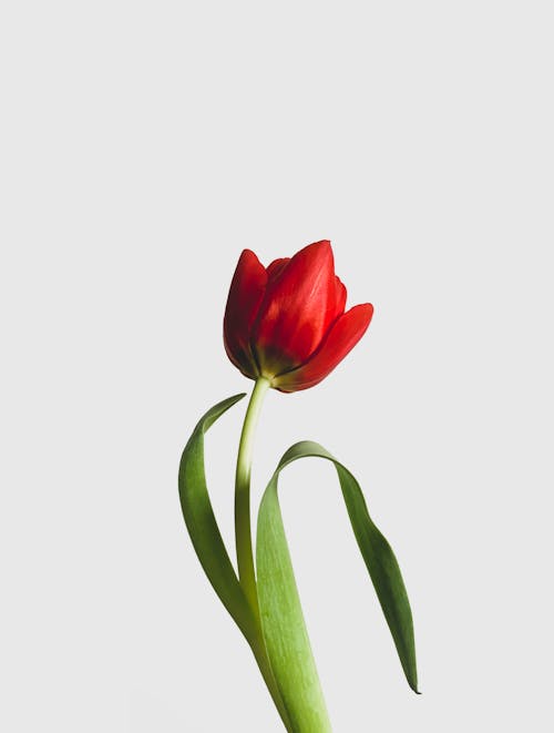 Free Red Flower in Close Up Photography Stock Photo