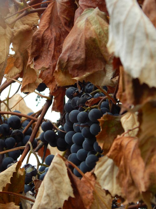 Close-Up Shot of Blackberries on a Tree