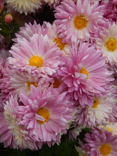 Close-Up Shot of Pink Chrysanthemums in Bloom