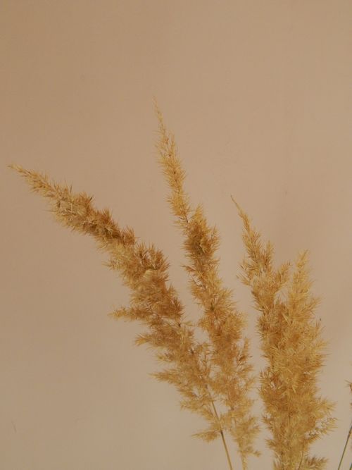 Free A vertical shot of beige dried grass stems against a plain background, emphasizing simplicity. Stock Photo