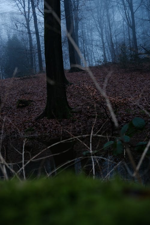 Fotobanka s bezplatnými fotkami na tému hmla, les, príroda