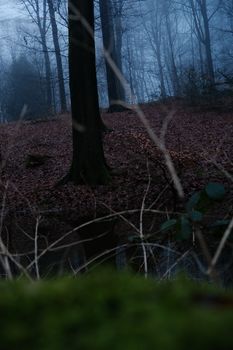 Mysterious forest scene with mist and bare trees in early morning fog.