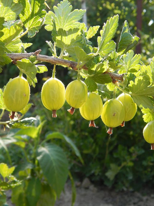 Ilmainen kuvapankkikuva tunnisteilla goosberries, hedelmät, kasvi