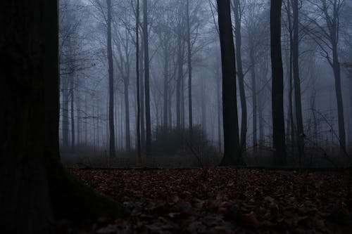 Ingyenes stockfotó csupasz fák, erdő, ködös témában