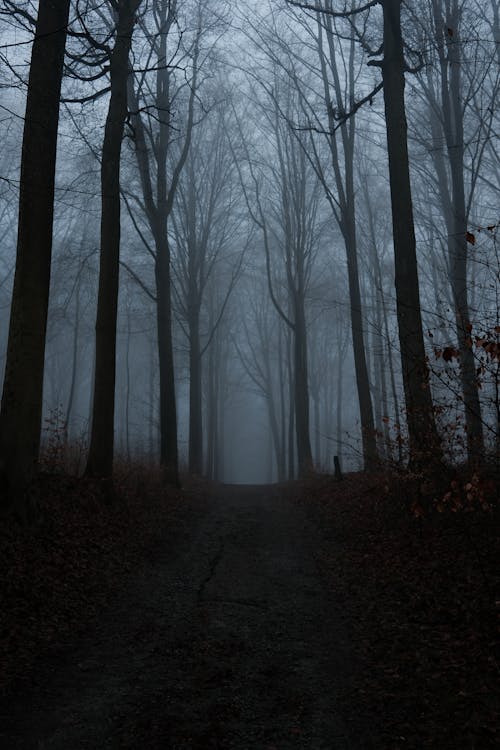 Darmowe zdjęcie z galerii z las, malejąca perspektywa, mgła