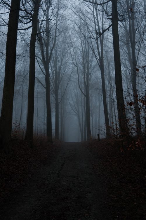 Free A misty forest path with towering trees creating a mysterious atmosphere. Perfect for autumn themes. Stock Photo